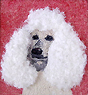 [James Buhler poodle image]